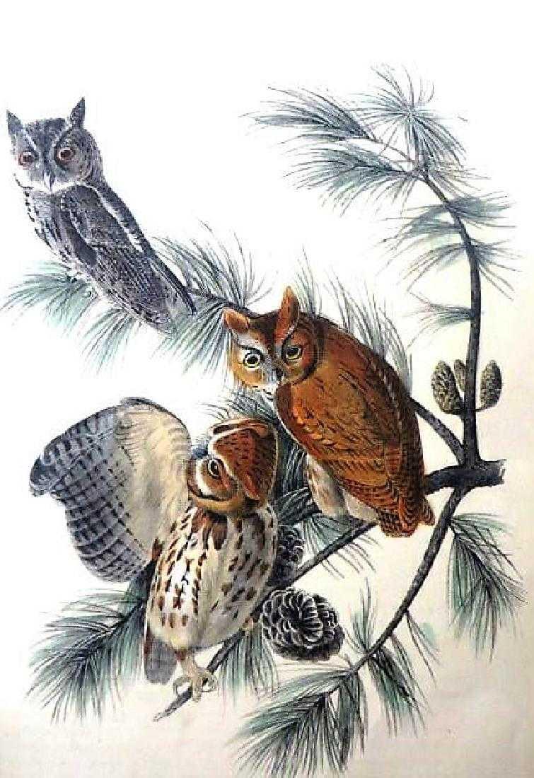 J.J. Audubon. Octavo. Little Screech Owl No.40: J.J. Audubon, Plate No.40 Little Screech Owl From the Royal Octavo Edition of The Birds of America.1840-1844. First Edition. Lithographed and hand-colored by J.T. Bowen in Philadelphia and New York. G