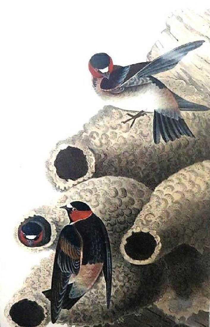 J.J. Audubon. Octavo. Cliff Swallow No.47: J.J. Audubon, Plate No.47 Cliff Swallow From the Royal Octavo Edition of The Birds of America.1840-1844. First Edition. Lithographed and hand-colored by J.T. Bowen in Philadelphia and New York. Good t