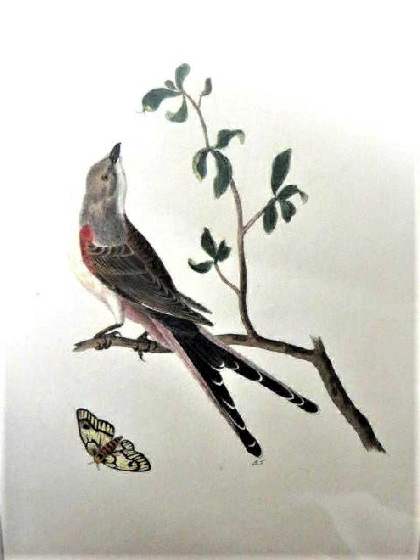 J.J. Audubon. Octavo. Swallow Tailed Flycatcher No.53 (1 of 1)