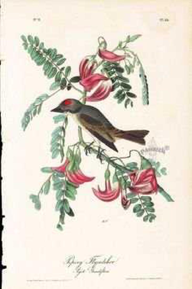 J.J. Audubon. Octavo. Pipiry Flycatcher No.55: J.J. Audubon, Plate No.55 Pipiry Flycatcher From the Royal Octavo Edition of The Birds of America.1840-1844. First Edition. Lithographed and hand-colored by J.T. Bowen in Philadelphia and New York. Go