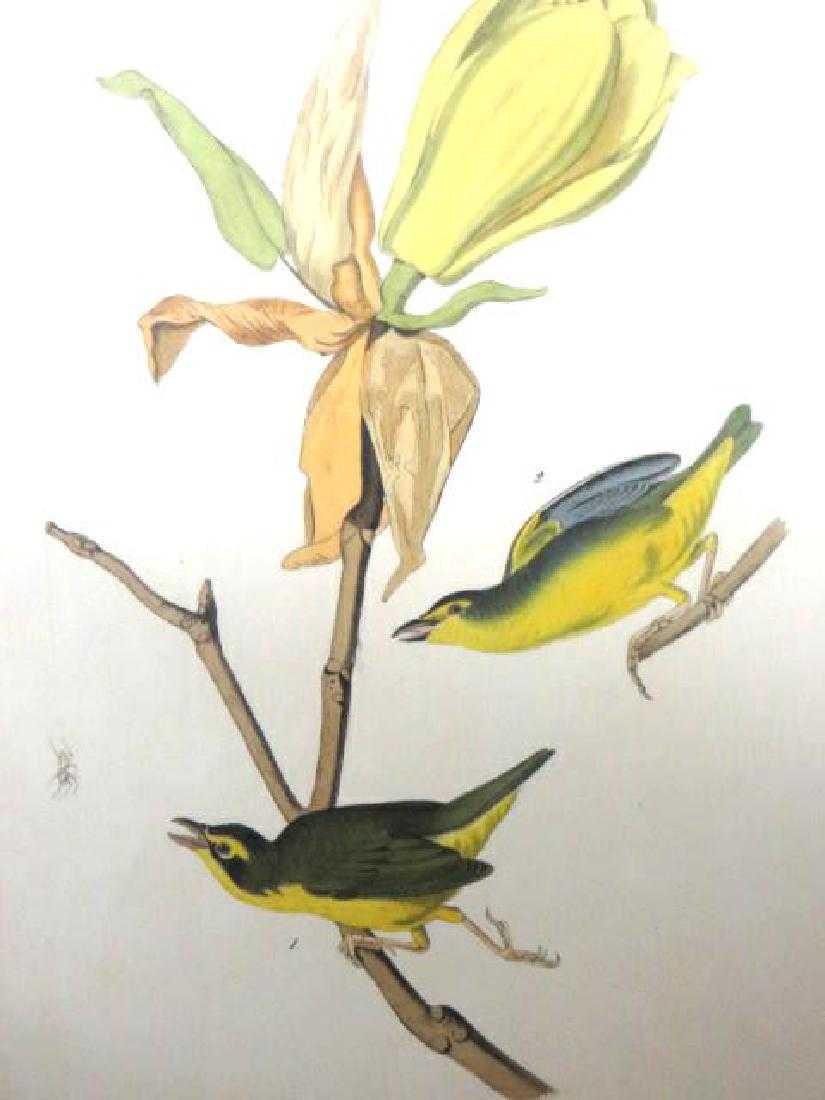 J.J. Audubon. Octavo. Kentucky Flycatching Warbler (1 of 1)
