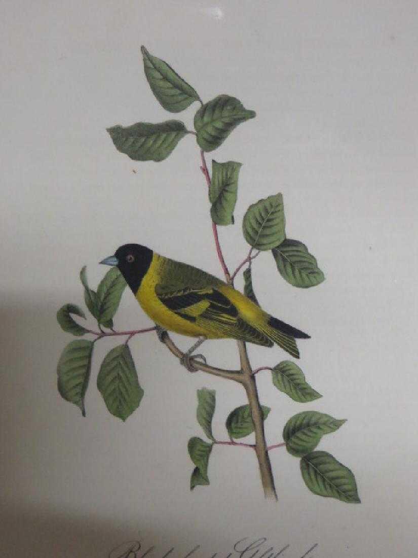 J.J. Audubon. Octavo. Black-Headed Goldfinch No.182 (1 of 1)