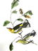 J.J. Audubon. Octavo. Cape May Wood Warbler No.85