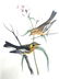 J.J. Audubon. Octavo. Black Burnian Wood-Warbler No.87