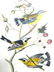 J.J. Audubon. Octavo. Black & Yellow Wood Warbler No.96