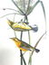 J.J. Audubon. Octavo. Prairie Wood Warbler No.97