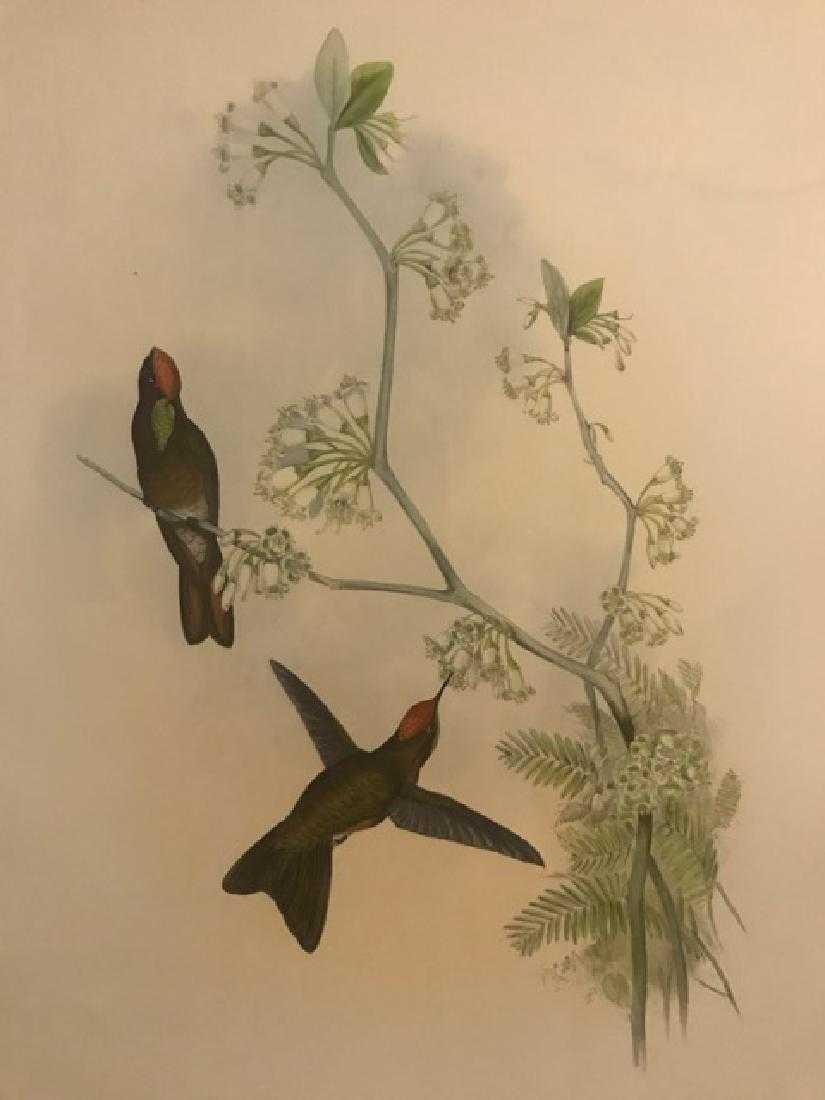 J. Gould Lithograph: Red-Capped Thron-Bill: John Gould (1804-1881) Ramphomicron Ruficeps. Hand colored ornithological lithograph. Lithographers: J. Gould, E. Gould, E. Lear, H.C. Richter, W. Hart. Printed in London: C. Hullmandel or Taylor. Pla