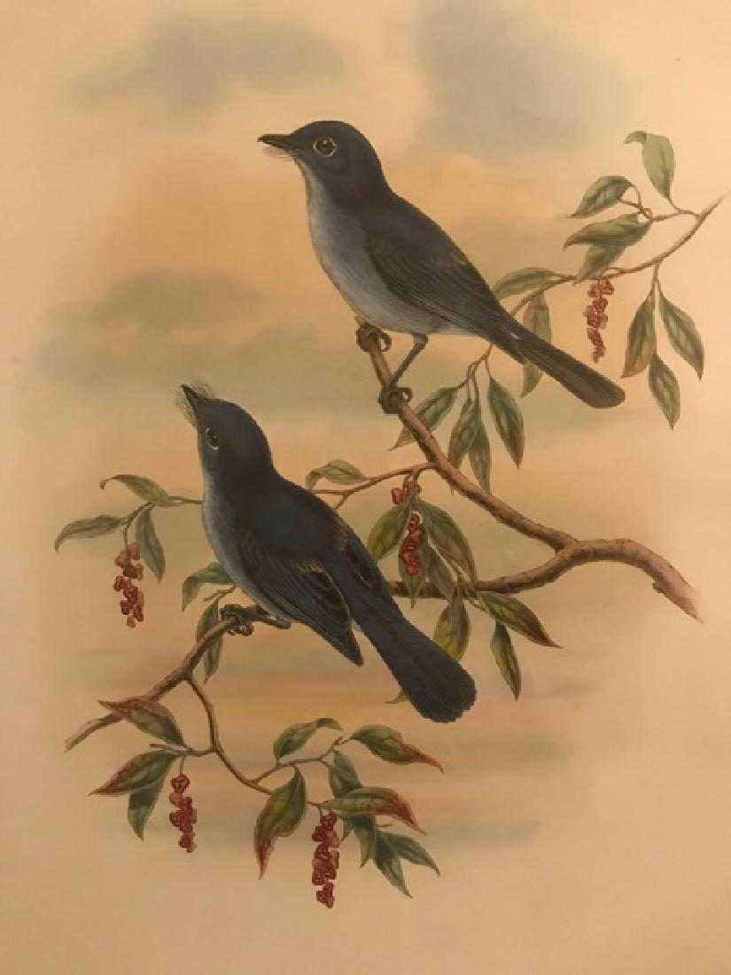 J. Gould Lithograph: Rowleys Blue Flycatcher: John Gould (1804-1881) Hypothymis Rowleyi. With text. Hand colored ornithological lithograph. Lithographers: J. Gould, E. Gould, E. Lear, H.C. Richter, W. Hart. Printed in London: C. Hullmandel or Tay