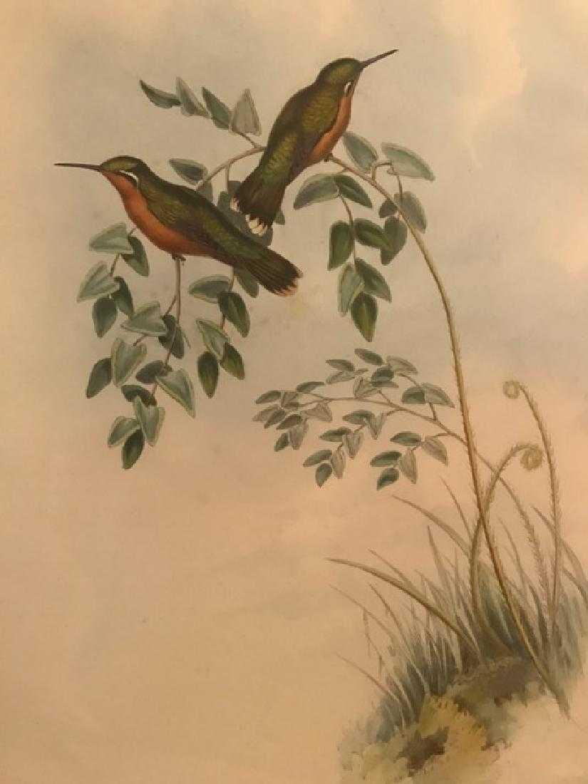 J. Gould Lithograph: Chestnut-Bellied Adelomyia: John Gould (1804-1881) Adelomyia Castaneiventris. Hand colored ornithological lithograph. Lithographers: J. Gould, E. Gould, E. Lear, H.C. Richter, W. Hart. Printed in London: C. Hullmandel or Taylor.