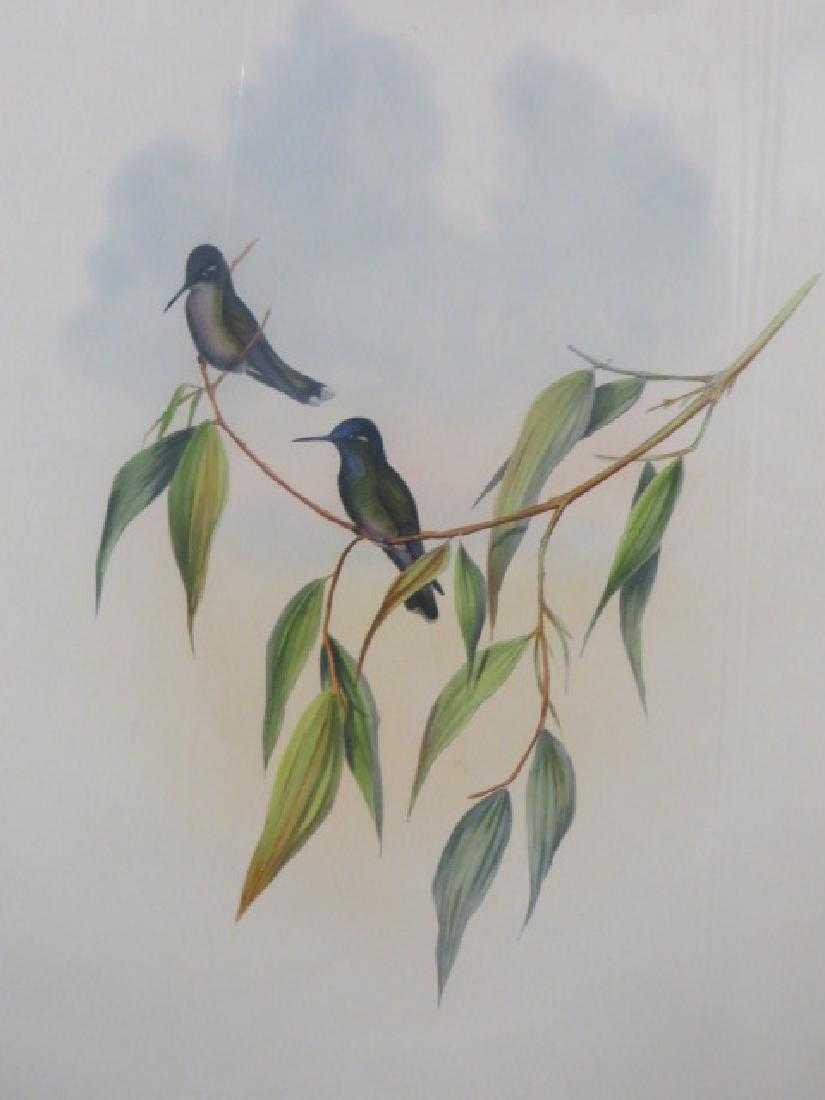 J. Gould Lithograph: Guimets Flutterer: John Gould (1804-1881) Klais Guimeti. Hand colored ornithological lithograph. Lithographers: J. Gould, E. Gould, E. Lear, H.C. Richter, W. Hart. Printed in London: C. Hullmandel or Taylor. Plate from