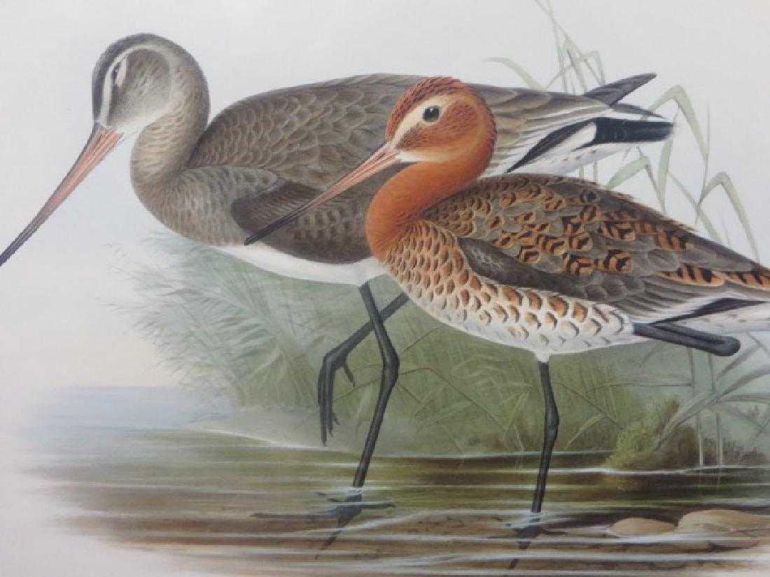 J. Gould Lithograph: Black-Tailed Godwit: John Gould (1804-1881) Limosa Melanura. With text. Hand colored ornithological lithograph. Lithographers: J. Gould, E. Gould, E. Lear, H.C. Richter, W. Hart. Printed in London: C. Hullmandel or Taylor