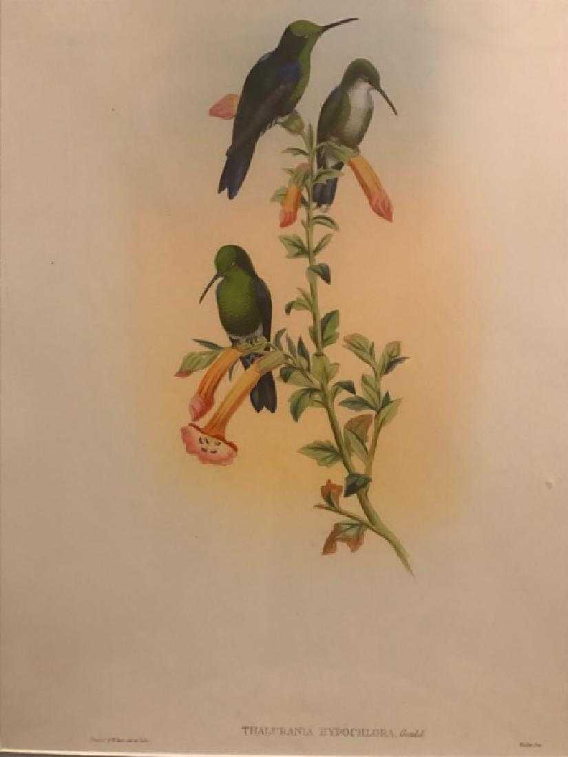 J. Gould Lithograph: Citado Wood-Nymph: John Gould (1804-1881) Thalurania Hypochlora. Hand colored ornithological lithograph. Lithographers: J. Gould, E. Gould, E. Lear, H.C. Richter, W. Hart. Printed in London: C. Hullmandel or Taylor. Pla