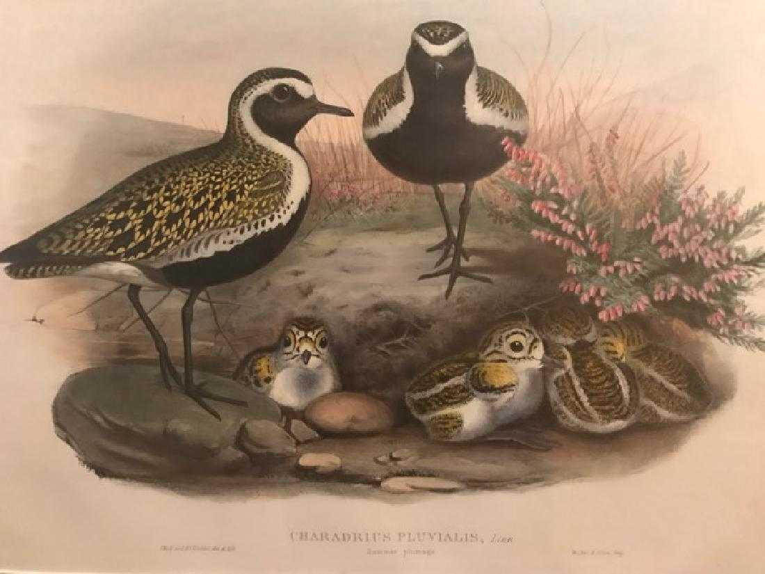 J. Gould Lithograph: Golden Plover (1 of 3)