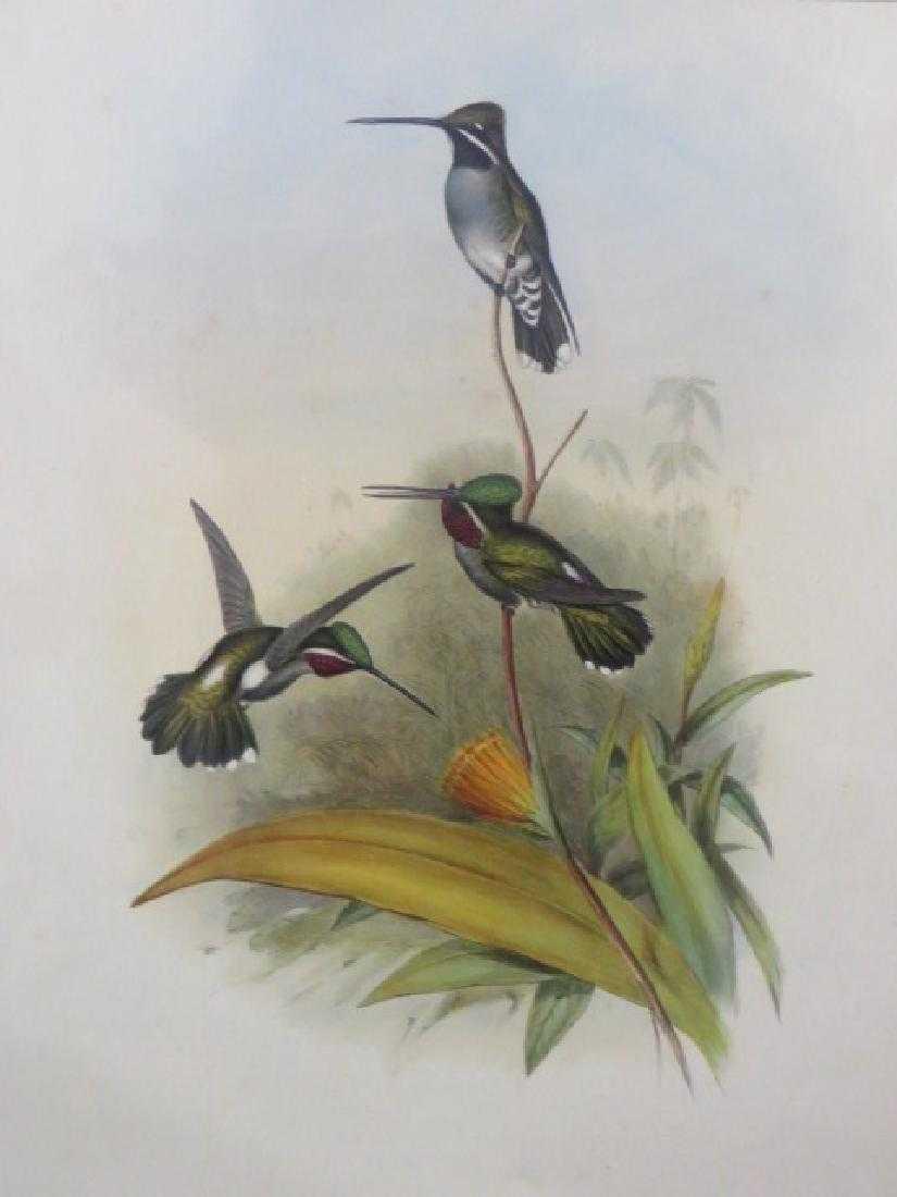 J. Gould Lithograph: Long-Billed Star-Throat (1 of 1)