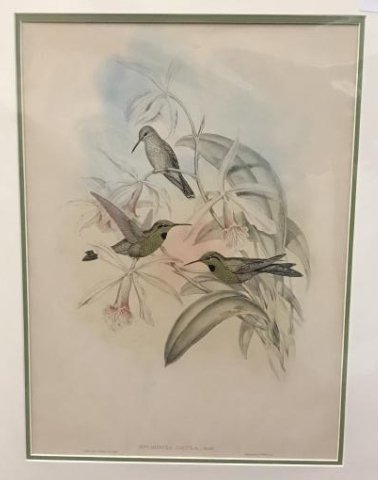 J. Gould Hand Colored Lithograph. (1 of 2)