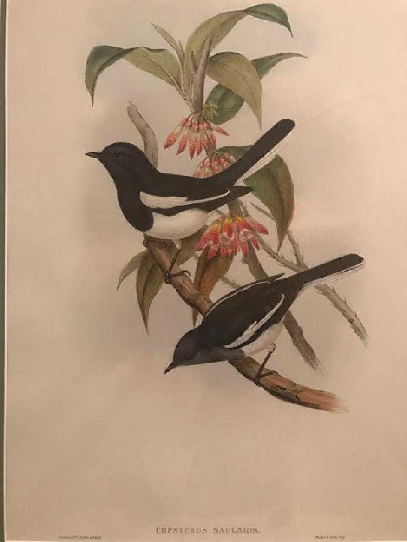 J. Gould Lithograph: Dial Bird (1 of 3)
