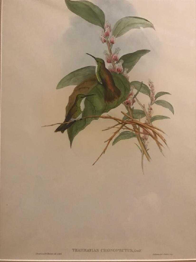 J. Gould Lithograph: Snowy Throated Emerald: John Gould (1804-1881) Thaumatias Chionopectus. Hand colored ornithological lithograph. Lithographers: J. Gould, E. Gould, E. Lear, H.C. Richter, W. Hart. Printed in London: C. Hullmandel or Taylor. P