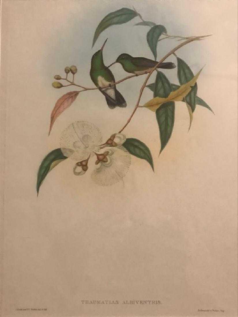 J. Gould Lithograph: White Bellied Emerald (1 of 2)