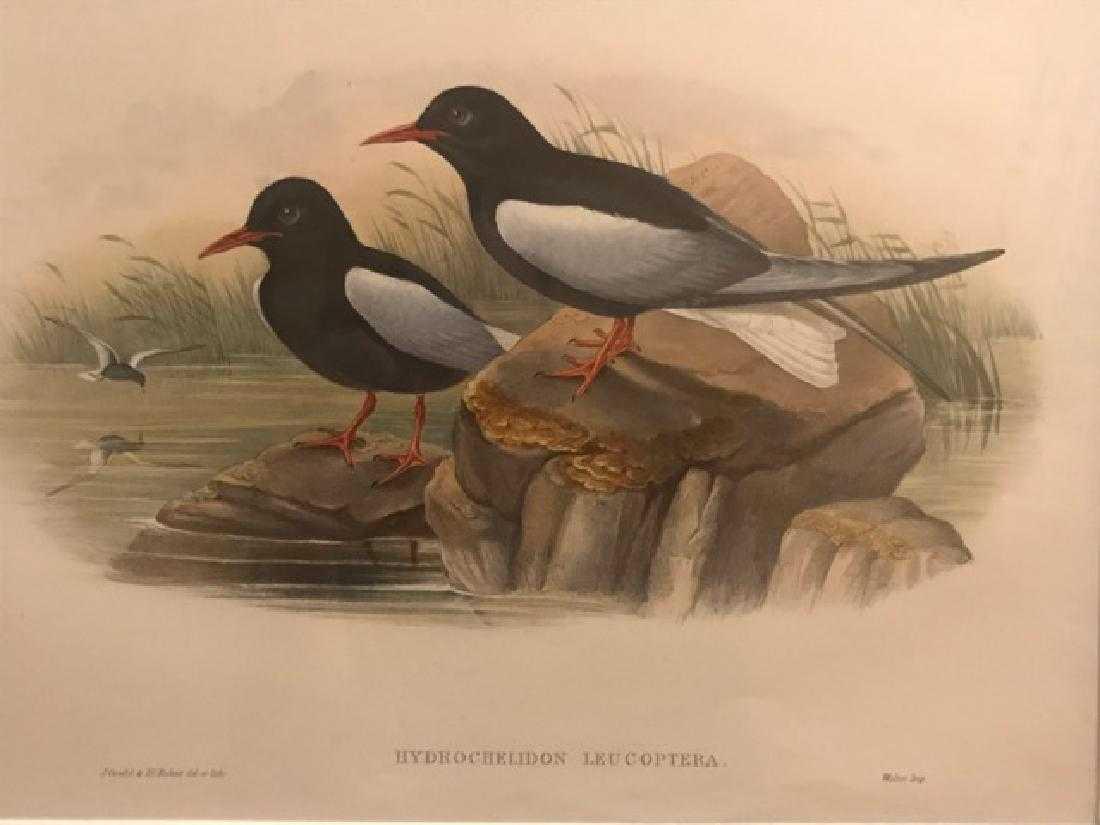 J. Gould Lithograph: White-Winged Tern (1 of 3)