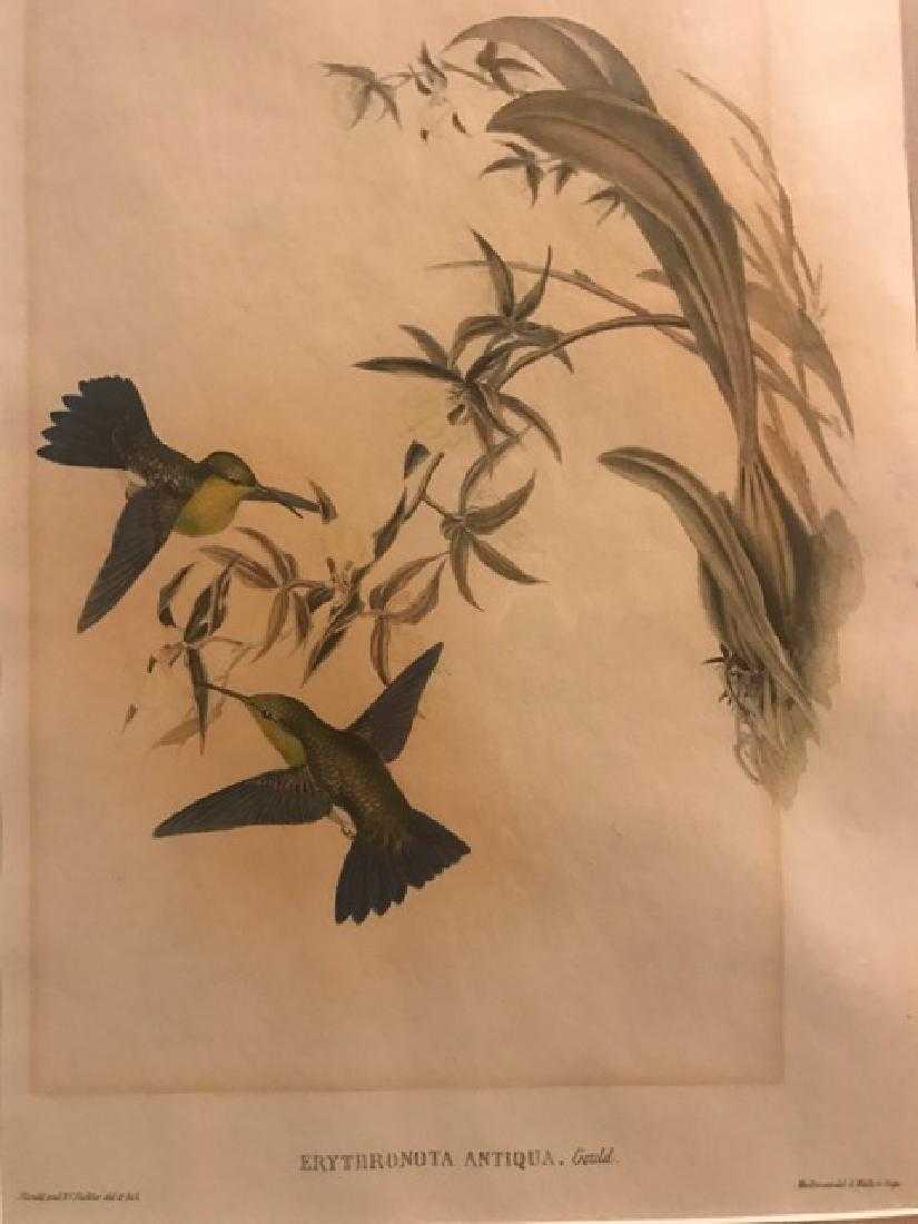 J. Gould Lithograph: Erythronota: John Gould (1804-1881) Erythronota Antiqua. Hand colored ornithological lithograph. Lithographers: J. Gould, E. Gould, E. Lear, H.C. Richter, W. Hart. Printed in London: C. Hullmandel or Taylor. Plate