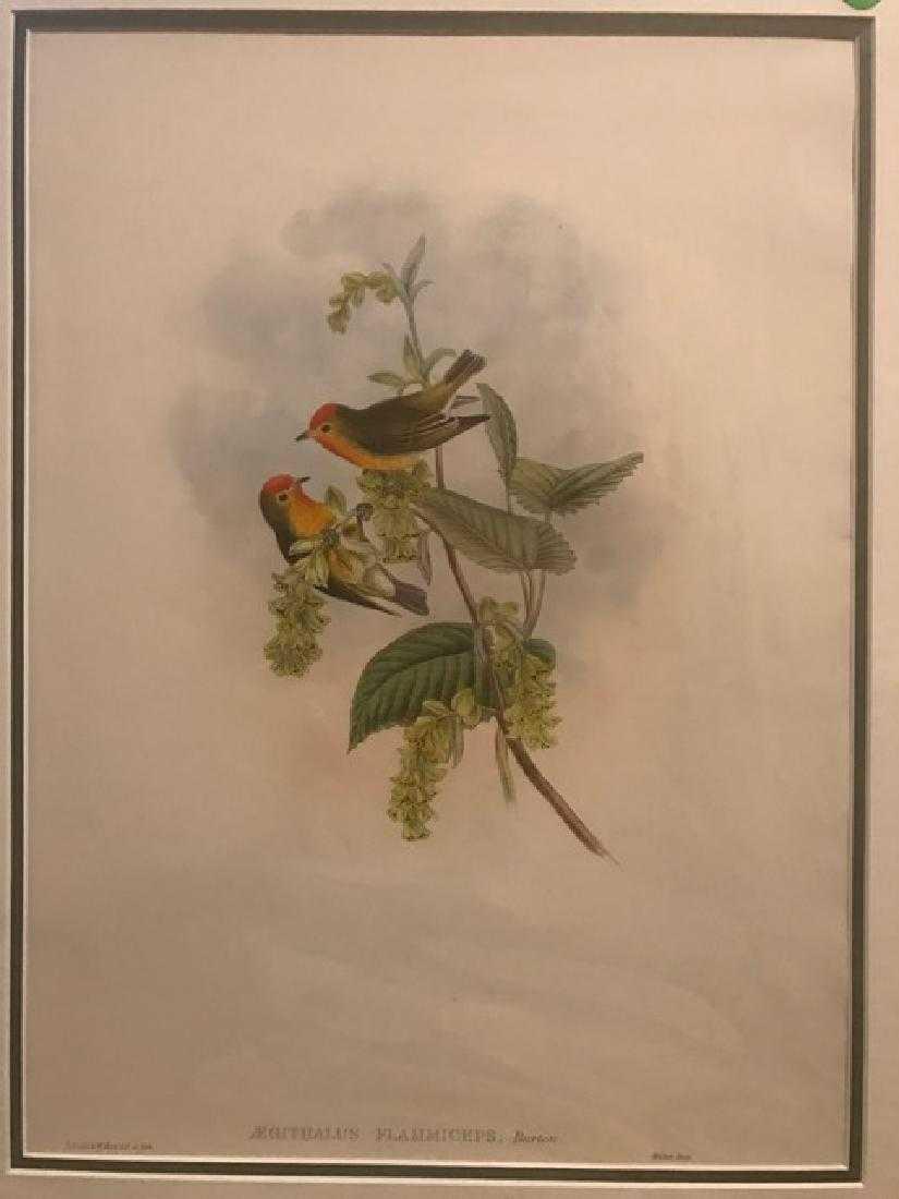 J. Gould Lithograph: Flame-Fronted Flower-Pecker: John Gould (1804-1881) Aegitlalus Flammiceps. With text. Hand colored ornithological lithograph. Lithographers: J. Gould, E. Gould, E. Lear, H.C. Richter, W. Hart. Printed in London: C. Hullmandel or
