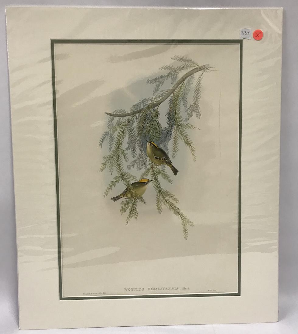 J. Gould Lithograph: Himalayan Goldcrest: John Gould (1804-1881) Regulus Himalayensis. With text. Hand colored ornithological lithograph. Lithographers: J. Gould, E. Gould, E. Lear, H.C. Richter, W. Hart. Printed in London: C. Hullmandel or T