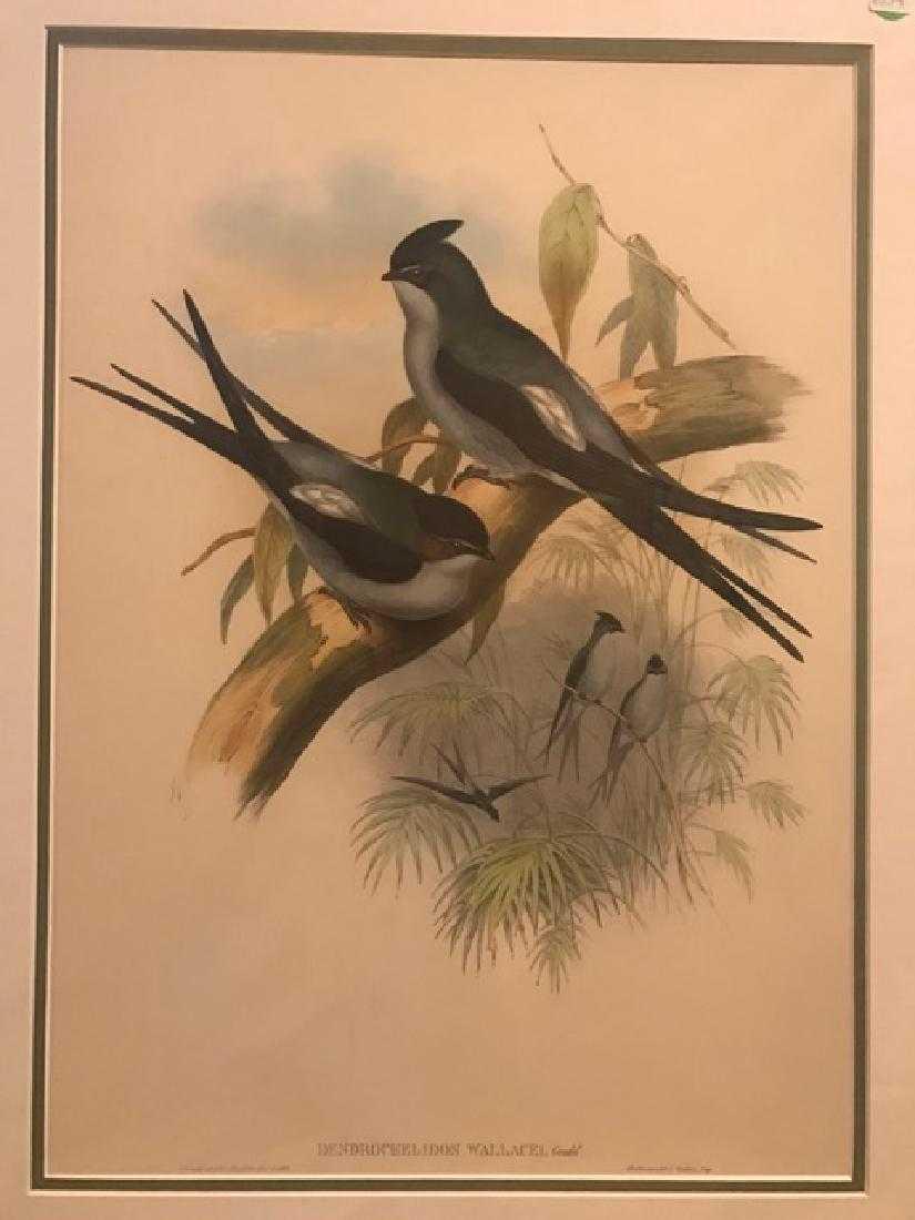 J. Gould Lithograph: Wallaces Tree Swift (1 of 3)