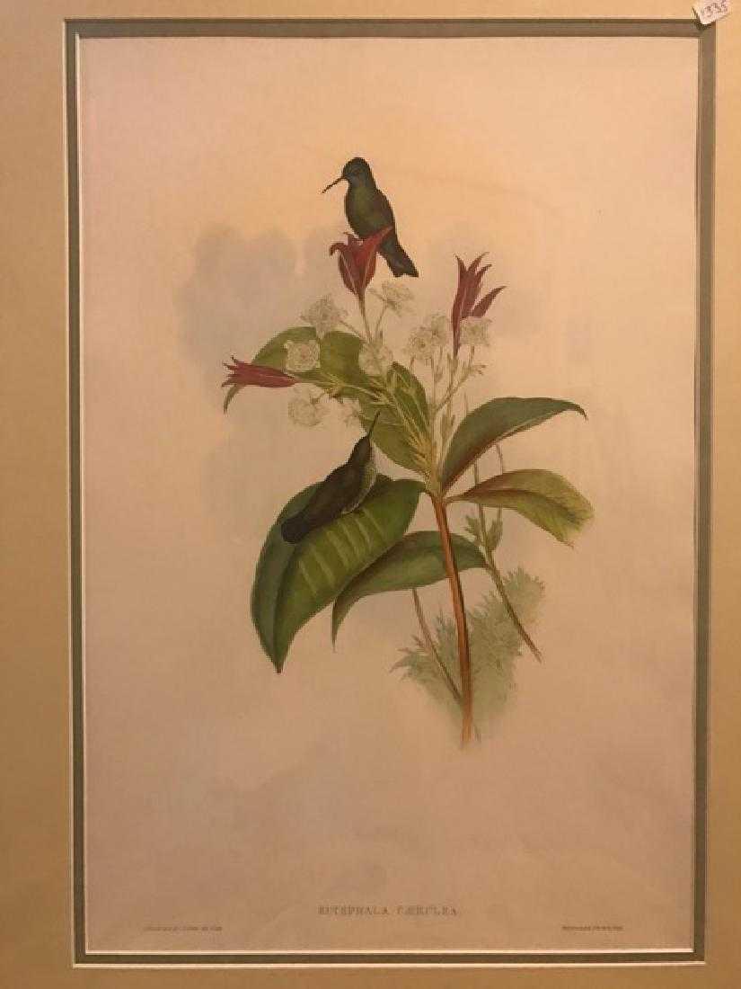 J. Gould Lithograph: Blue-Chinned Sapphire: John Gould (1804-1881) Eucephala Caerulea. Hand colored ornithological lithograph. Lithographers: J. Gould, E. Gould, E. Lear, H.C. Richter, W. Hart. Printed in London: C. Hullmandel or Taylor. Plate