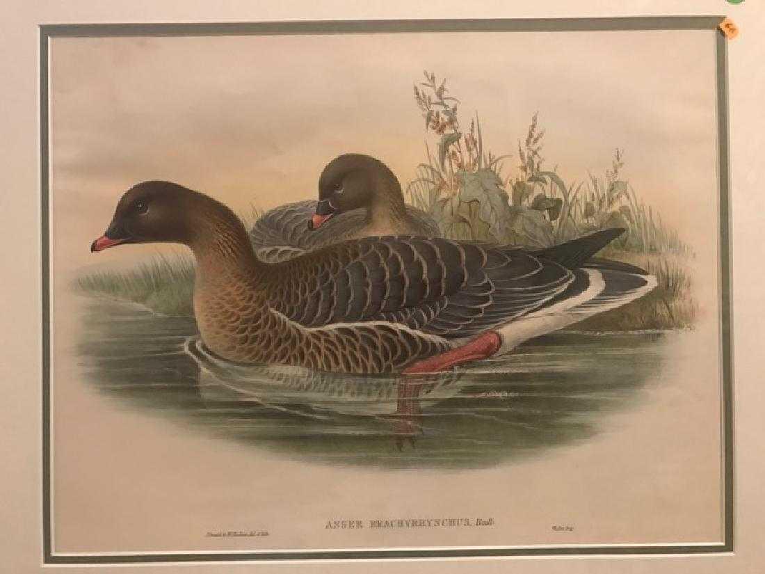J. Gould Lithograph: Pink-Footed Goose: John Gould (1804-1881) Anser Brachyrhynchus. With text. Hand colored ornithological lithograph. Lithographers: J. Gould, E. Gould, E. Lear, H.C. Richter, W. Hart. Printed in London: C. Hullmandel or T