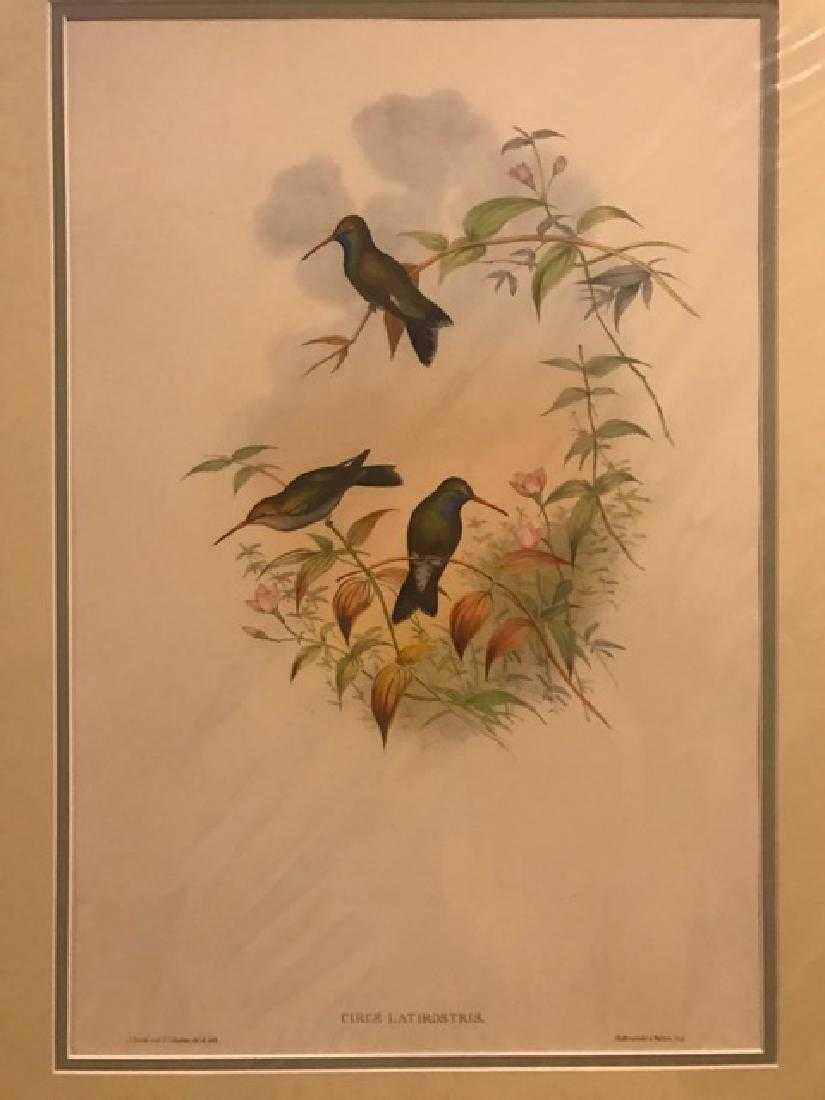 J. Gould Lithograph: Circe: John Gould (1804-1881) Circe Latirostris. Hand colored ornithological lithograph. Lithographers: J. Gould, E. Gould, E. Lear, H.C. Richter, W. Hart. Printed in London: C. Hullmandel or Taylor. Plate f