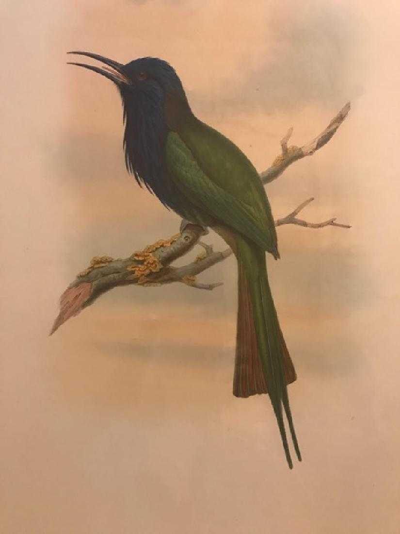 J. Gould Lithograph: Forstens Bee-Eater: John Gould (1804-1881) Meropogon Forsteni. With text. Hand colored ornithological lithograph. Lithographers: J. Gould, E. Gould, E. Lear, H.C. Richter, W. Hart. Printed in London: C. Hullmandel or Tay