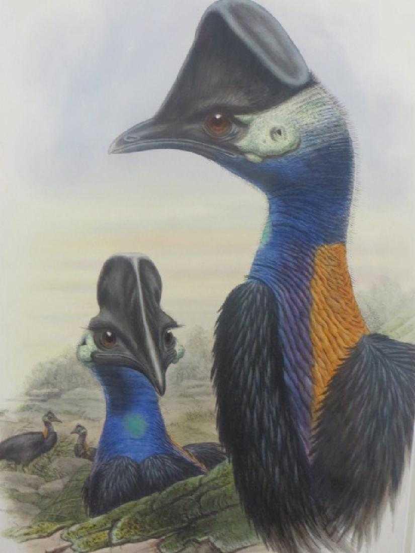 J. Gould Lithograph: Westermans Cassowary (1 of 1)