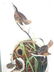 J.J. Audubon. Octavo. Marsh Wren No.123