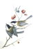 J.J. Audubon. Octavo. Black Cap Titmouse No.126