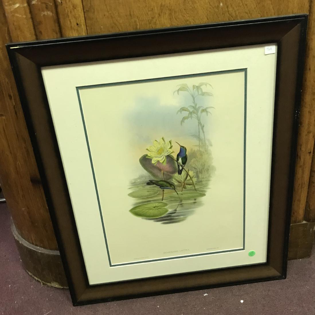 J. Gould Lithograph: Sapphire-breasted Emerald (1 of 2)