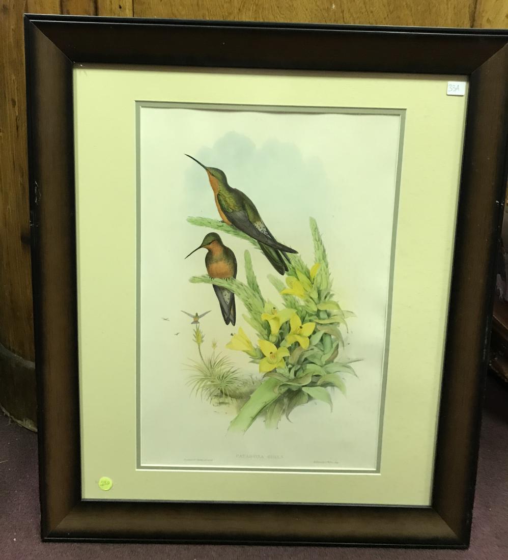J. Gould Lithograph: Giant Humming Bird (1 of 2)