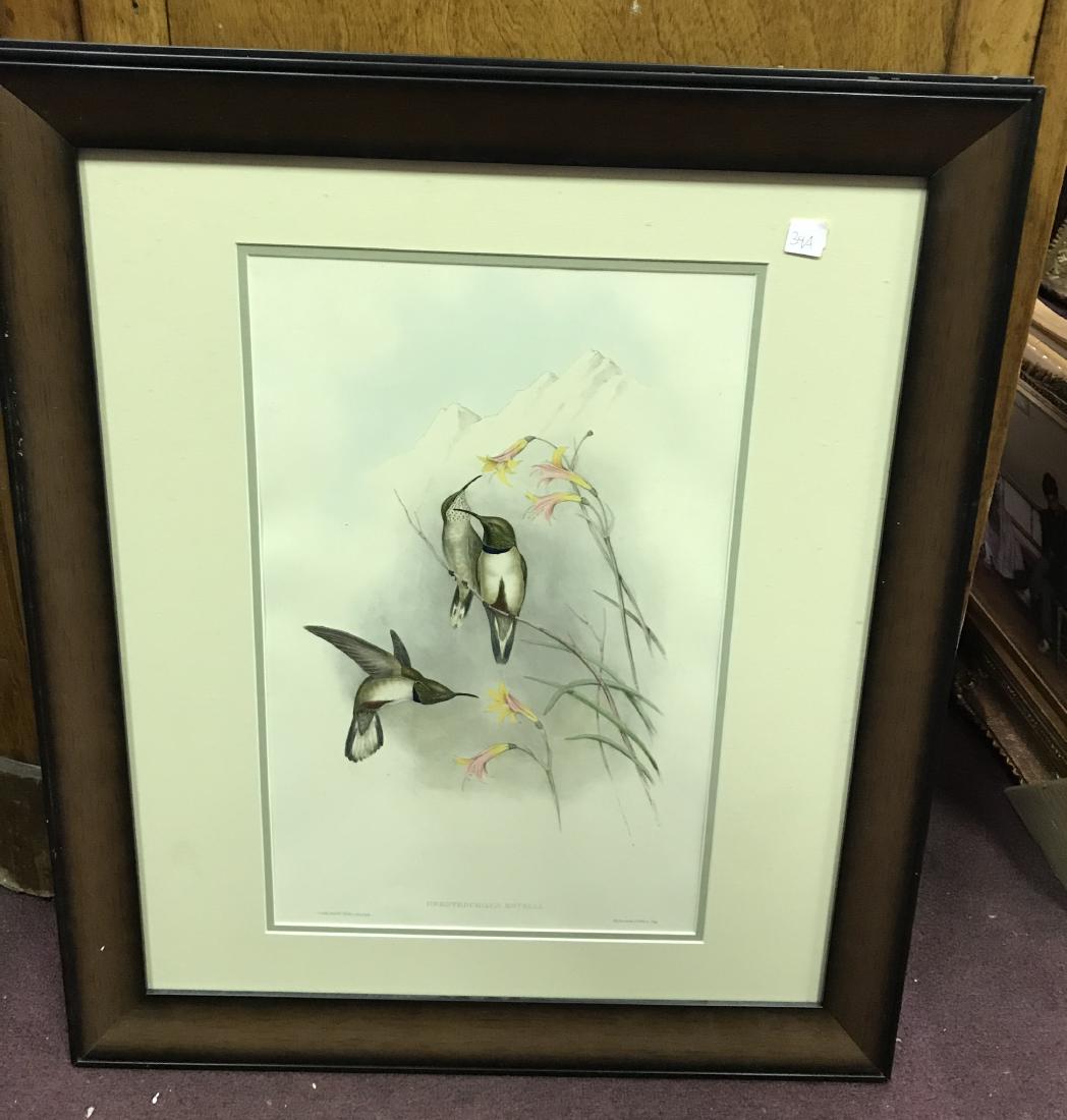 J. Gould Lithograph: Estella's Hill-star: Framed with Text: John Gould (1804-1881) Dredtrochilus Estella. Hand colored ornithological lithograph. Lithographers: J. Gould, E. Gould, E. Lear, H.C. Richter, W. Hart. Printed in London: C. Hullman