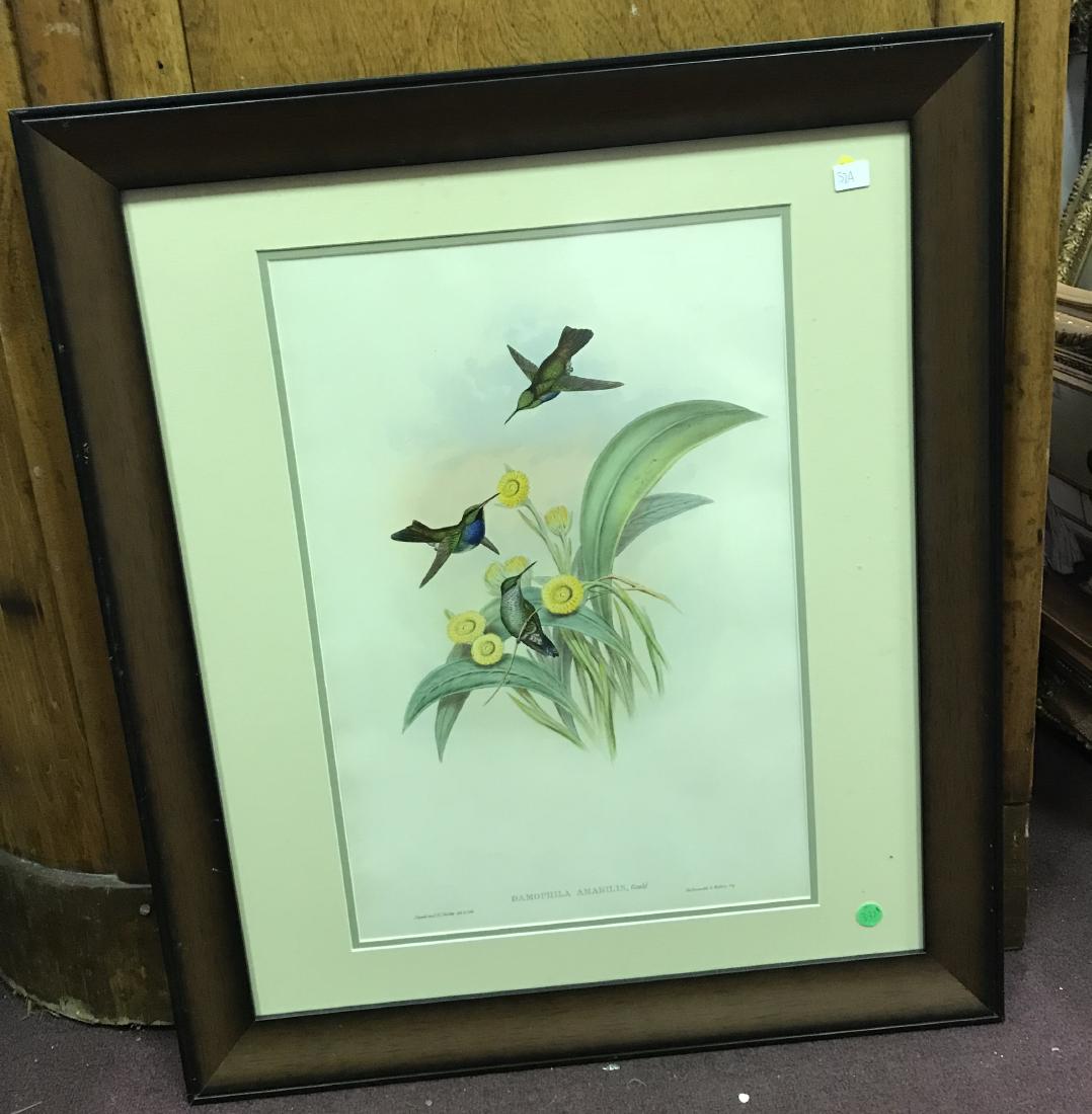 J. Gould Lithograph: Black-Throated Damophila (1 of 2)
