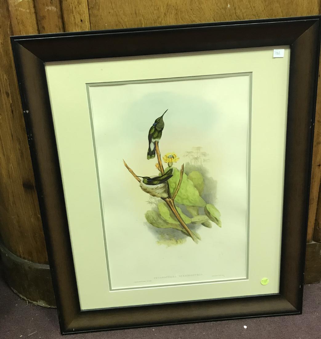 J. Gould Lithograph: Saw-beaked humming-bird (1 of 1)