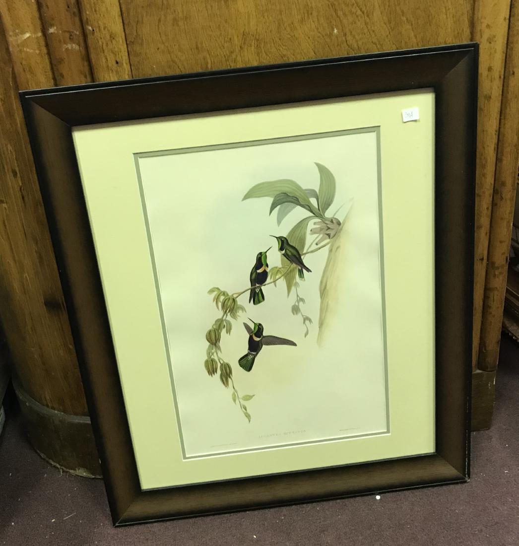 J. Gould Lithograph: Hyacinth visorbearer: Framed without Text: John Gould (1804-1881) Augastes Scutatus. Hand colored ornithological lithograph. Lithographers: J. Gould, E. Gould, E. Lear, H.C. Richter, W. Hart. Printed in London: C. Hullmand