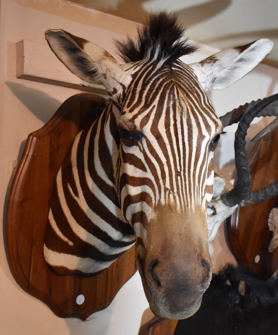 Zebra: 21"H. x 21" top of plaque to nose and 26" top of head chest.