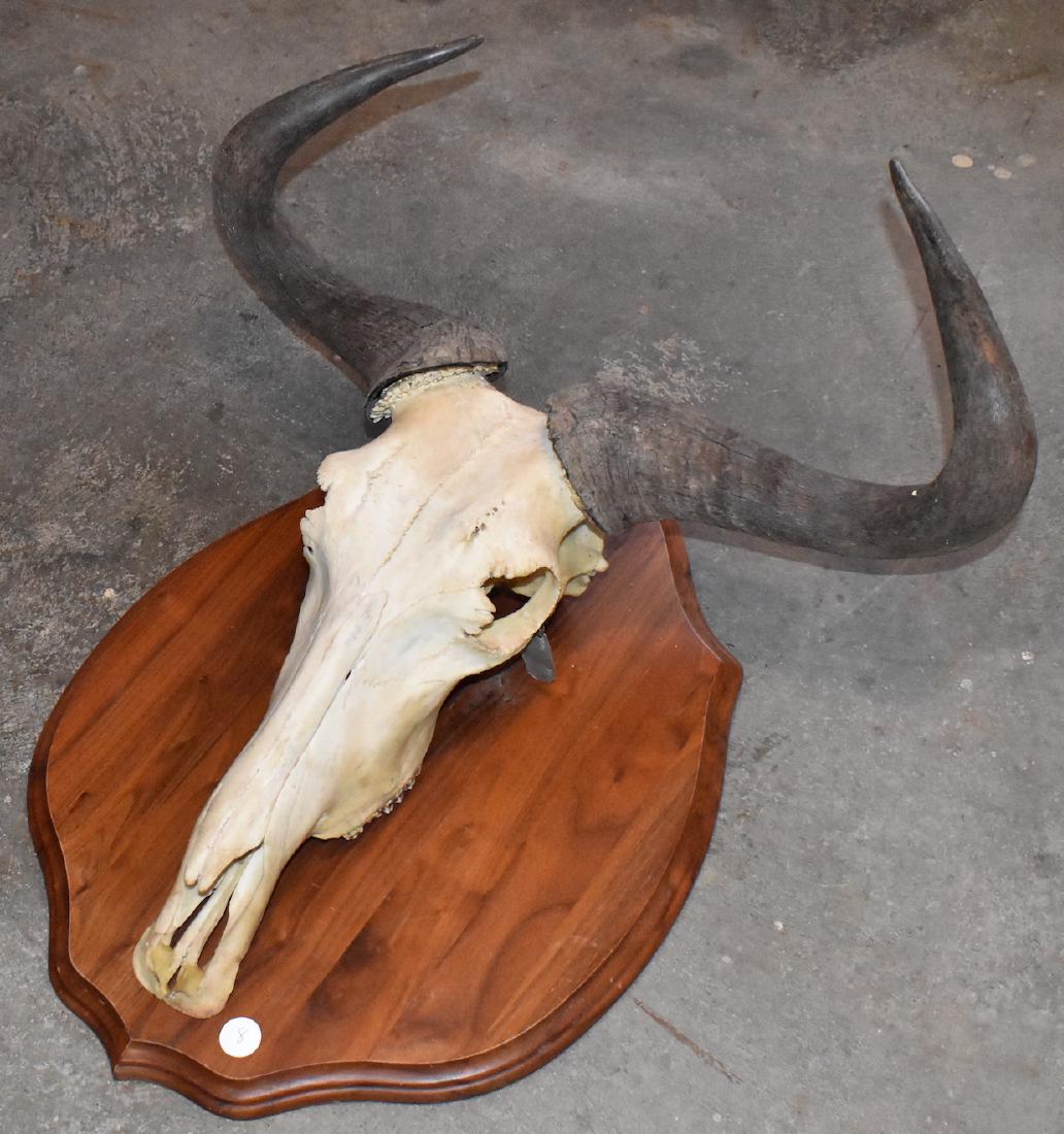 Wildebeest. Mounted Skull.: European mount. 2 ft. Wildebeest. 2 ft. antler's spread. 23" plaque. 18"H. skull.
