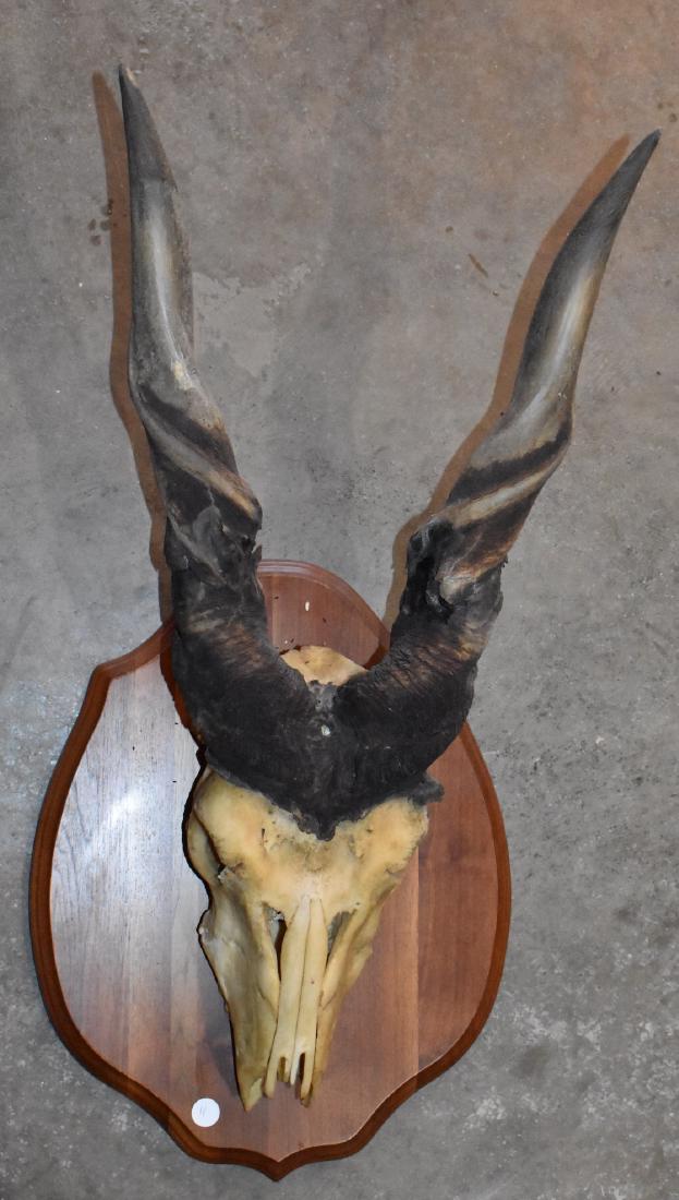 Spiral Horn Bush Buck: European mounted. Antlers show signs of aging which will be visible in the photo. 17"H antlers. 16 1/2"W antler spread. 22" plaque, top to bottom