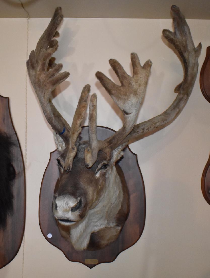Caribou Mounted Specimen: North West Territories. 35" spread. 44" length. 54" top of horns to bottom of plaque. 32"H. plaque itelf. Back of plaque to front of nose, 37 1/2" H.