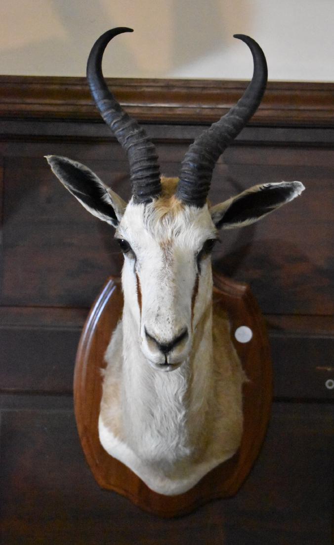 Taxidermy Specimen. Springbok.: Antlers 9" Spread 9" Hgt. of plaque 18" Width 12 1/2"