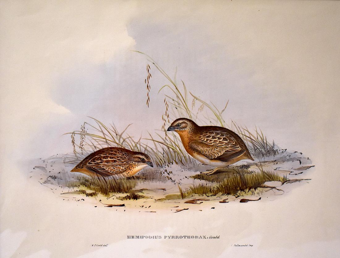 J. Gould Lithograph: Austrealian Hemipode Turnix: John Gould (1804-1881) Hemipodius Pyrrothorax Orig. Hand colored ornithological lithograph. Lithographers: J. Gould, E. Gould, Printed in London: C. Hullmandel . 21 1/4" x 14 1/2"