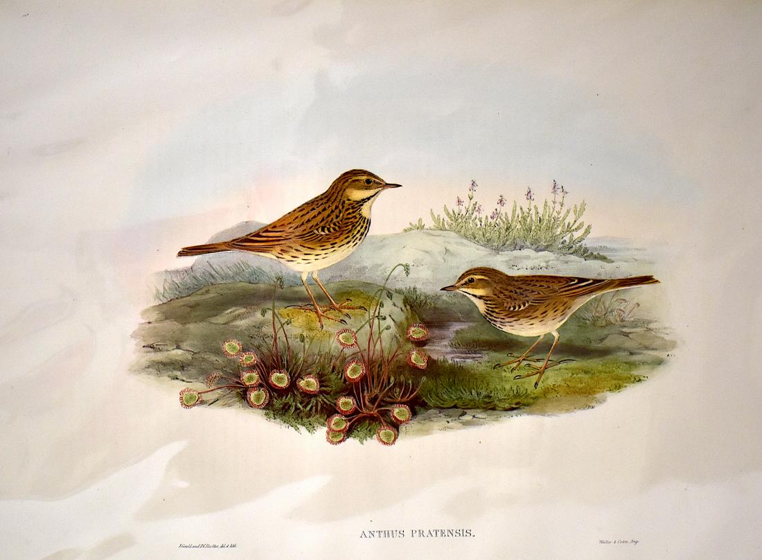 J. Gould Lithograph: Meadow Pipit (Titlack): John Gould (1804-1881) Anthus Pratensis Original . Hand colored ornithological lithograph. Lithographers: J. Gould, , H. C. Richter . Walter, & Cohn mp. . 21 1/4" x 14 1/2"