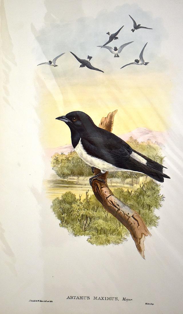 J. Gould Lithograph: Meyers Wood Swallow: John Gould (1804-1881) Artamus Maximus. Without mat. With text. Hand colored ornithological lithograph. Lithographers: J. Gould, , W. Hart. Walter, Impr. . 21 1/4" x 14 1/2"