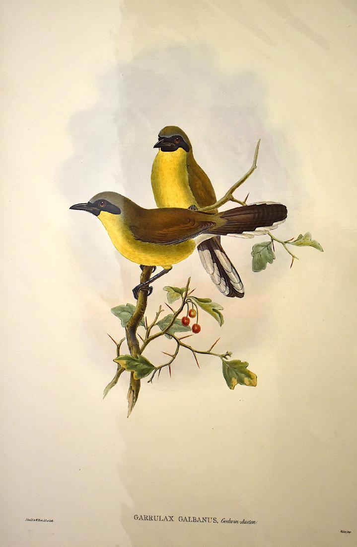 J. Gould Lithograph: Black-Chinned Garrulax: John Gould (1804-1881) Garrulax Galbanus. Without mat. With text. Hand colored ornithological lithograph. Lithographers: J. Gould, , W. Hart. Walter, impr. . 21 1/4" x 14 1/2"