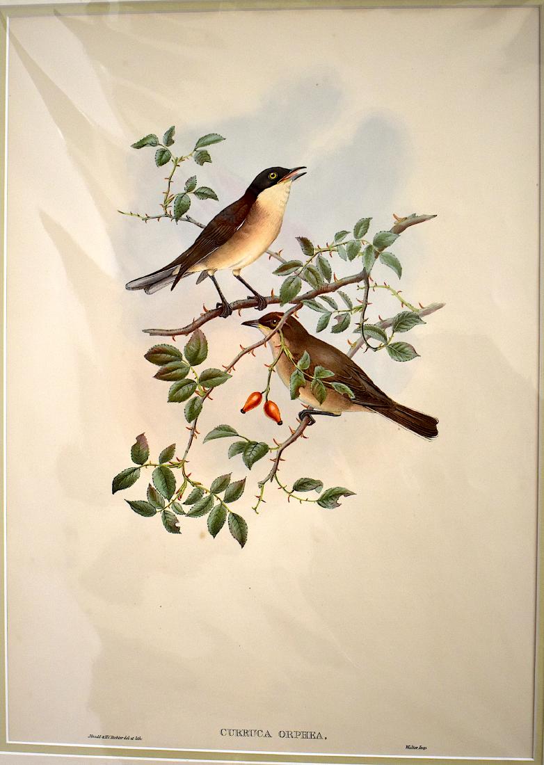 J. Gould Lithograph: Orphean Warbler: John Gould (1804-1881) Curruca Orphea. Original Hand colored ornithological lithograph. Lithographers: J. Gould, H.C. Richter, Impr. Walter . 21 1/4" x 14 1/2"